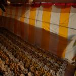 Vraj-Yatra-2014- (2902)